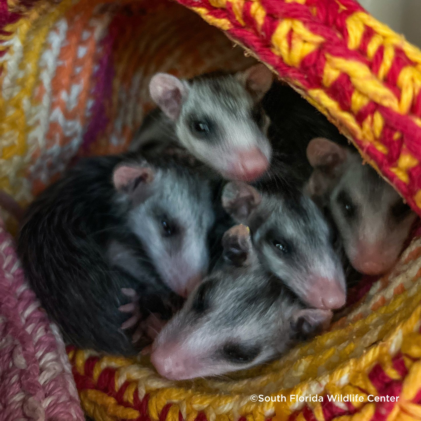 Send Life-Saving Care to Wildlife Animals