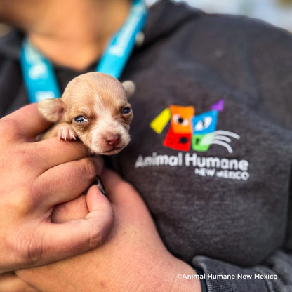 Emergency Care: Life-Saving Formula Kits For Fur Babies