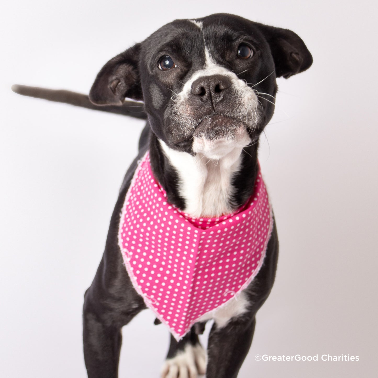 Encourage Adoption By Sending Bandanas & Vests to Furry Friends