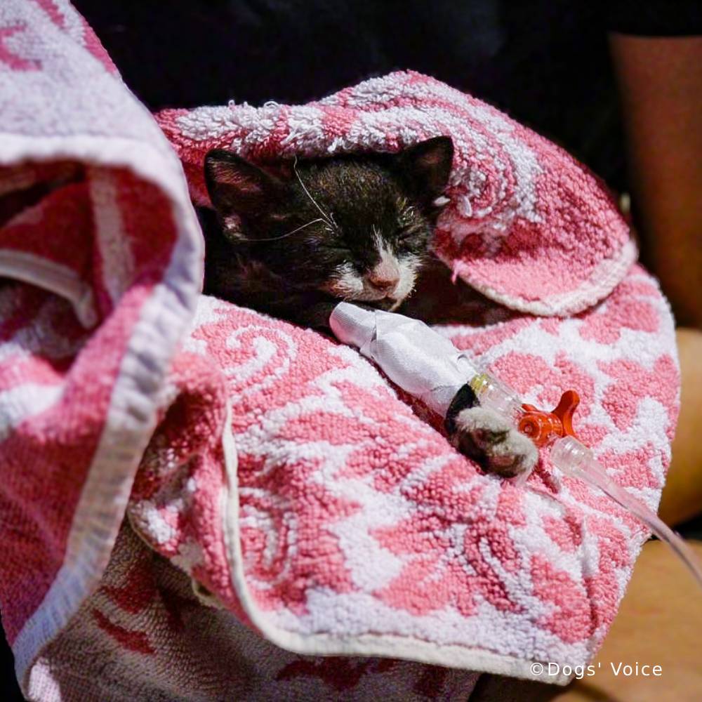 Husband Who Doesn't Want Cats Relents When a Sad, Abandoned Tom Shows