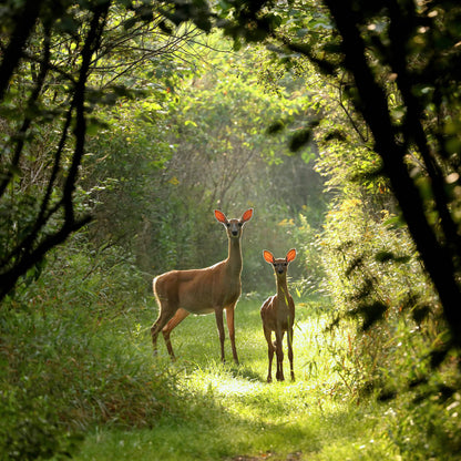 Wildlife In Peril | Help Replant Forest Habitat Fund