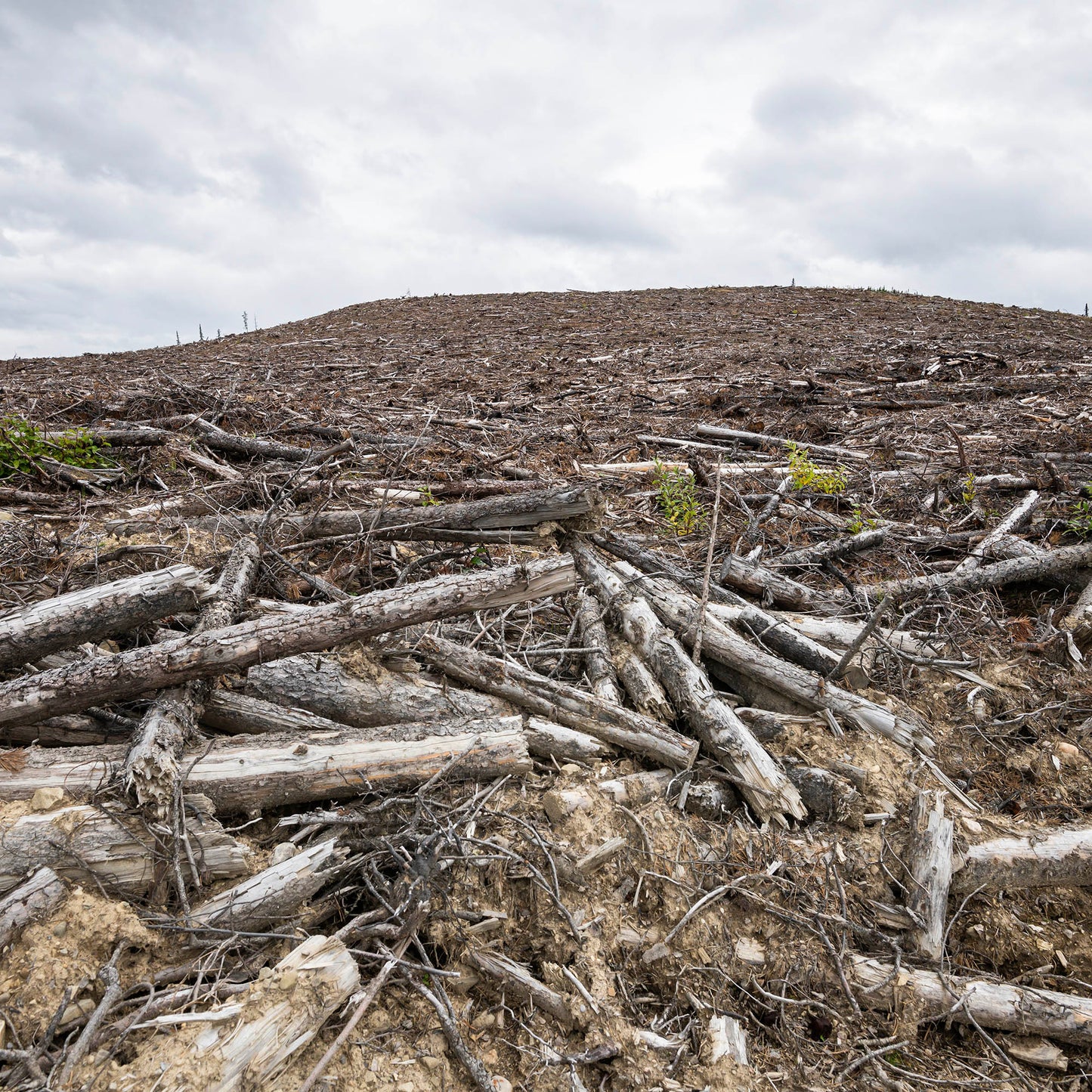 Wildlife In Peril | Help Replant Forest Habitat Fund