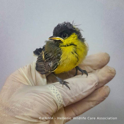 Wildlife Rescued From Fires Need Care and Support to Be Released