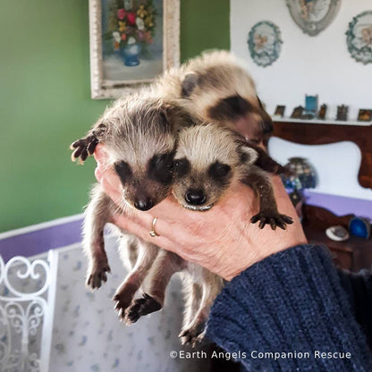 Send Life-Saving Care to Wildlife Animals