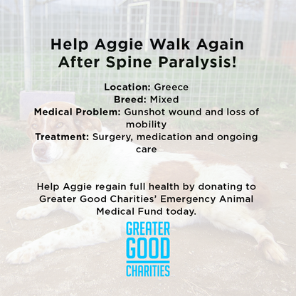 Funded: Help Aggie Walk Again After Spine Paralysis