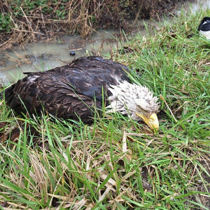 Help Bring Bald Eagle Back From Brink of Death