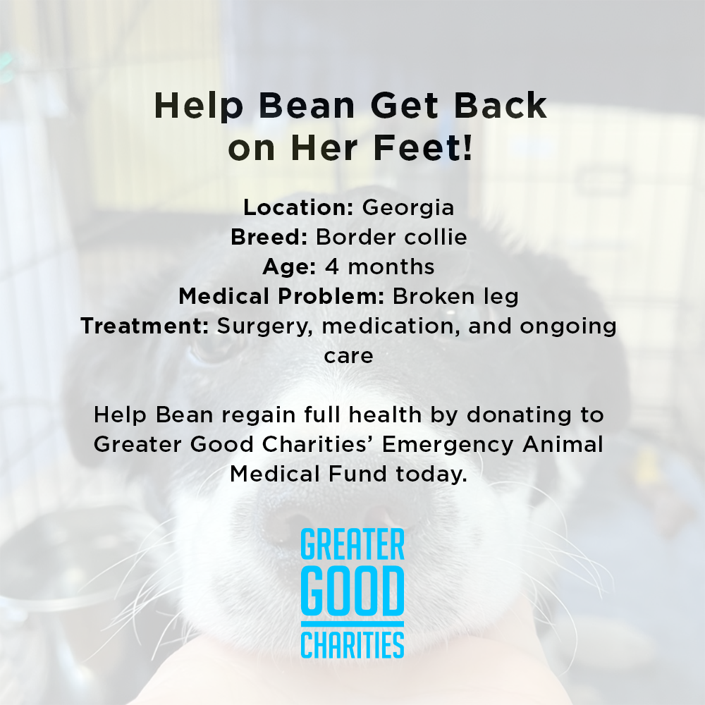 Help Bean Get Back on Her Feet