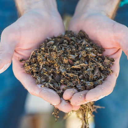 Bees on the Brink: Help Save This Vital Species