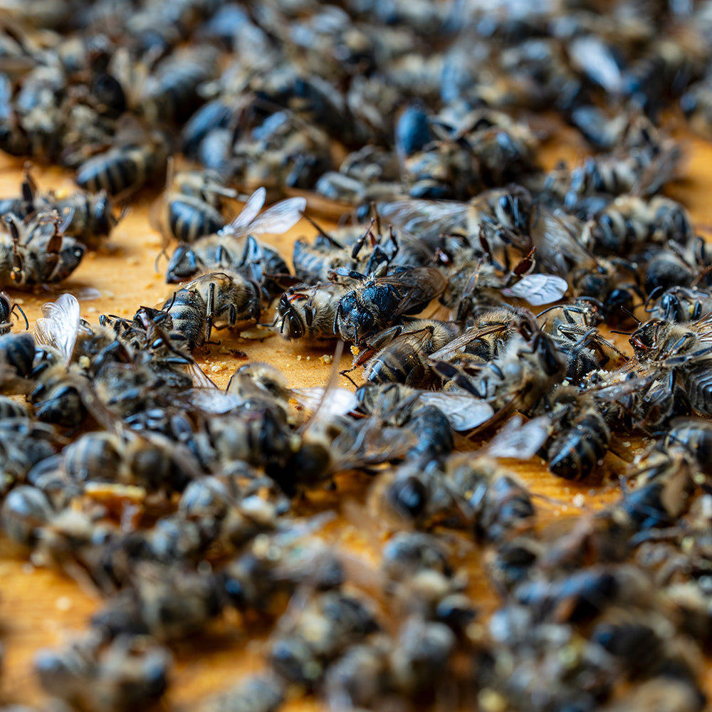 Bees on the Brink: Help Save This Vital Species