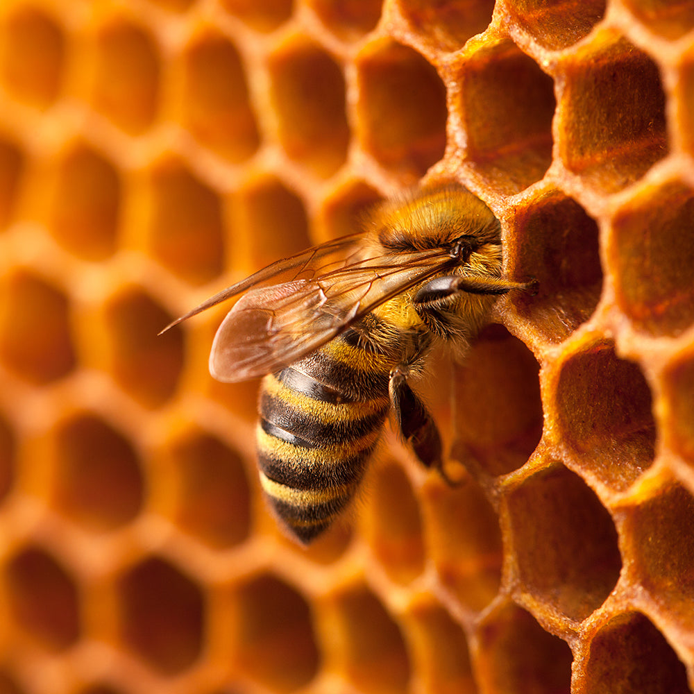 Bees on the Brink: Help Save This Vital Species