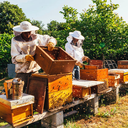 Project Peril: Help Feed Starving Bees