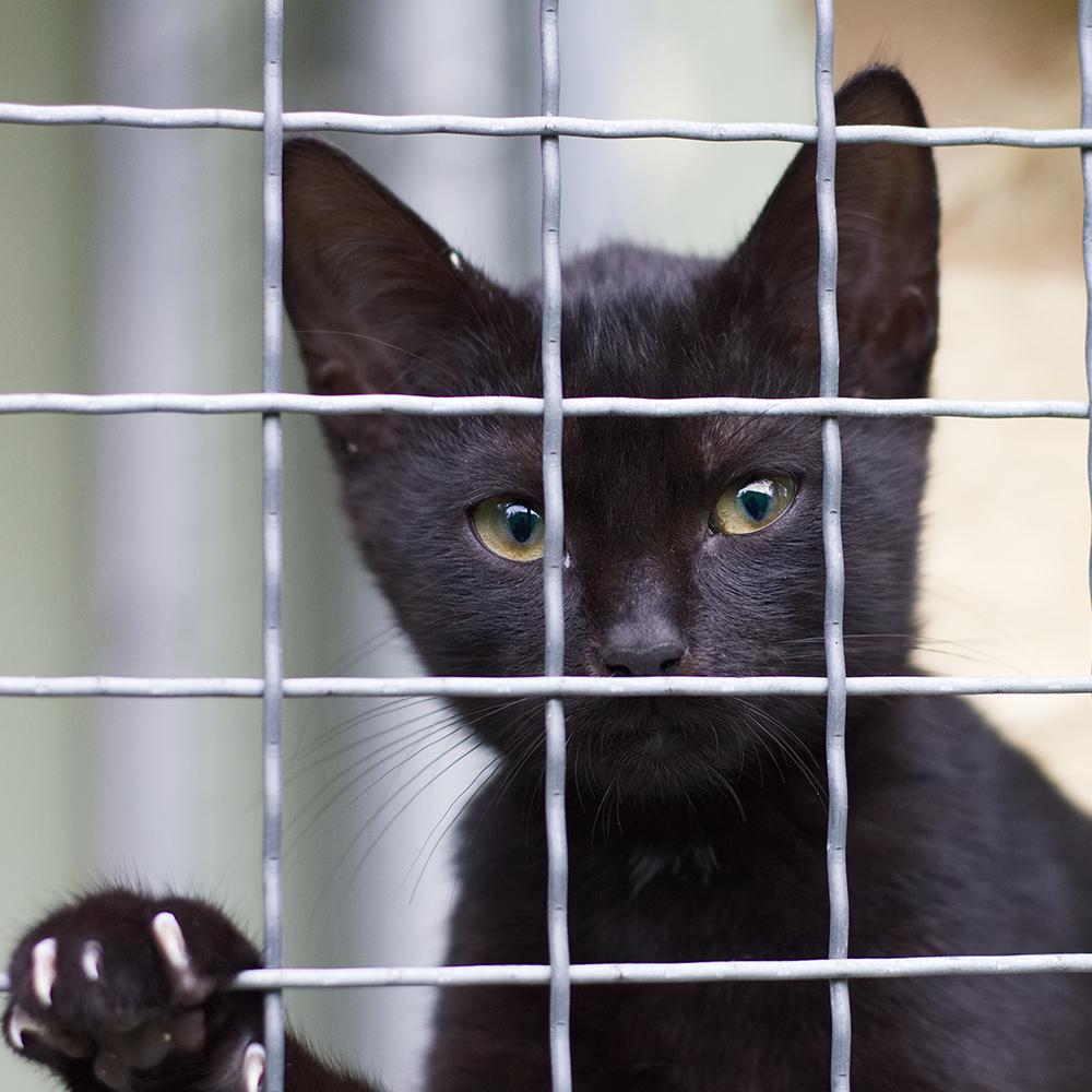 Crazy for Cats: Provide Essentials for Cats & Kittens In Need