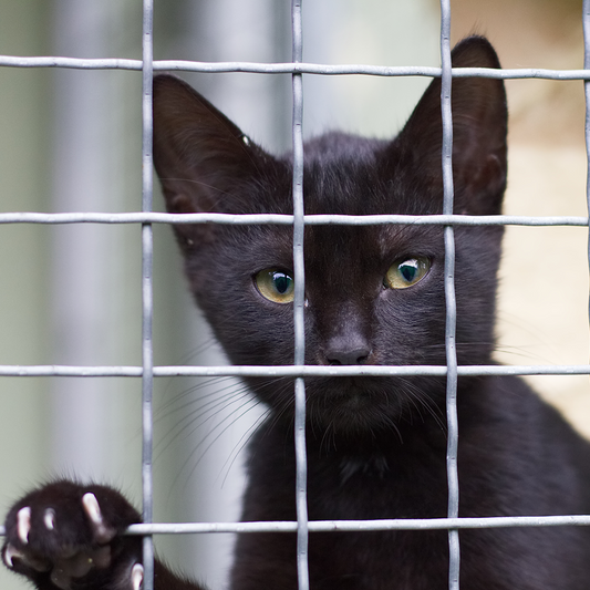 Crazy for Cats: Provide Essentials for Cats & Kittens In Need