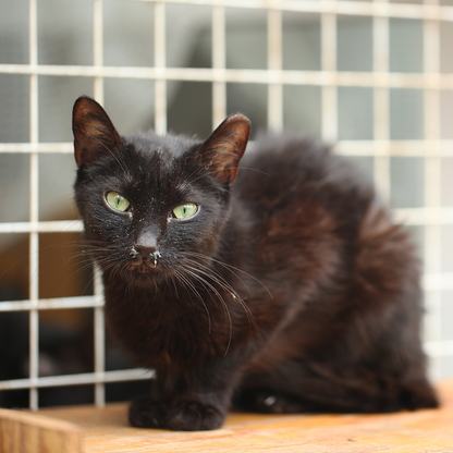 Crazy for Cats: Provide Essentials for Cats & Kittens In Need