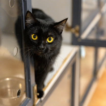 Crazy for Cats: Provide Essentials for Cats & Kittens In Need