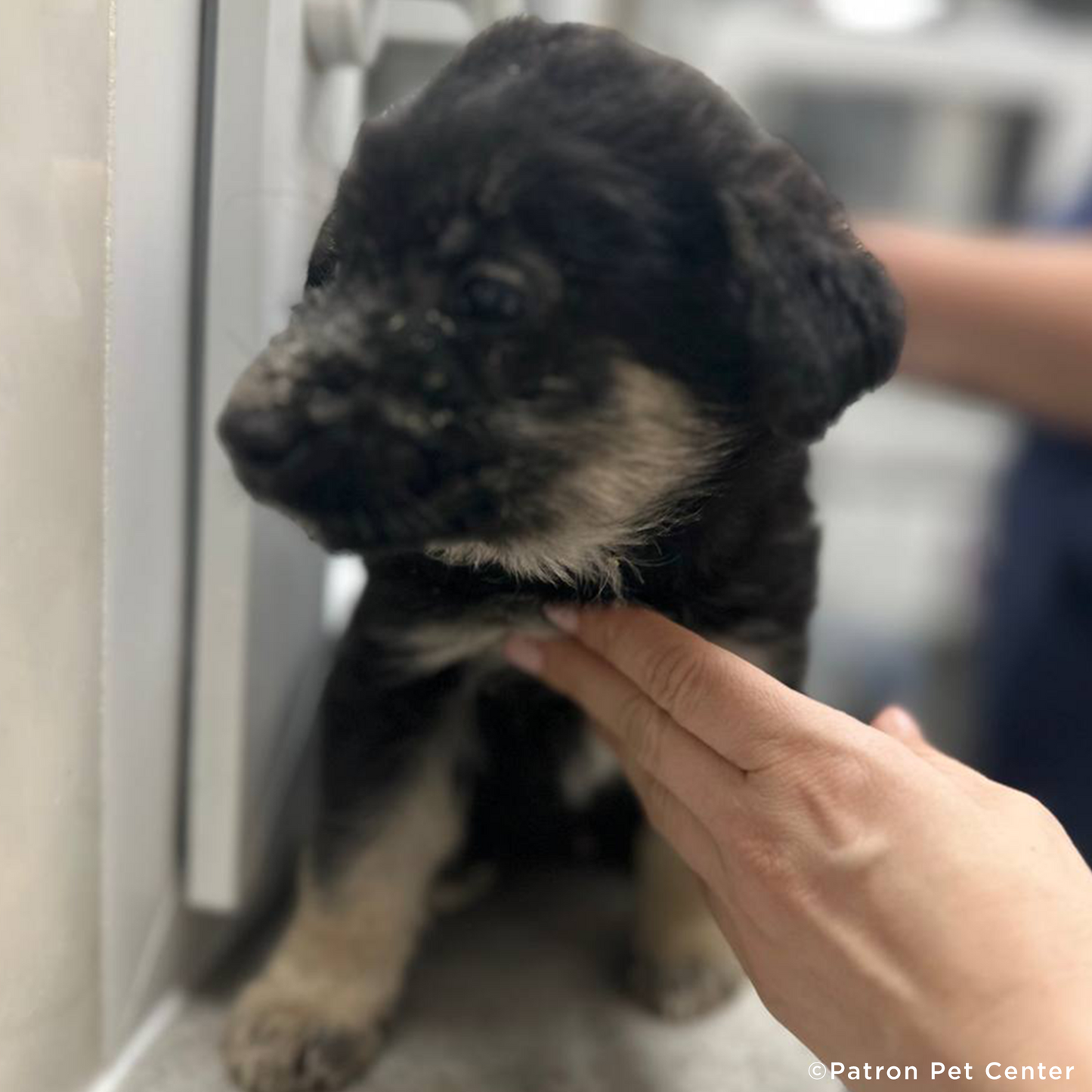 Help Malnourished Puppy Rescued From War Zone