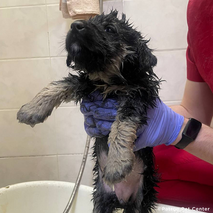 Help Malnourished Puppy Rescued From War Zone