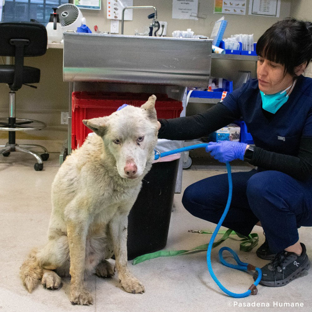 Horribly Burned in L.A. Fires - Husky Mix Needs Intensive Care