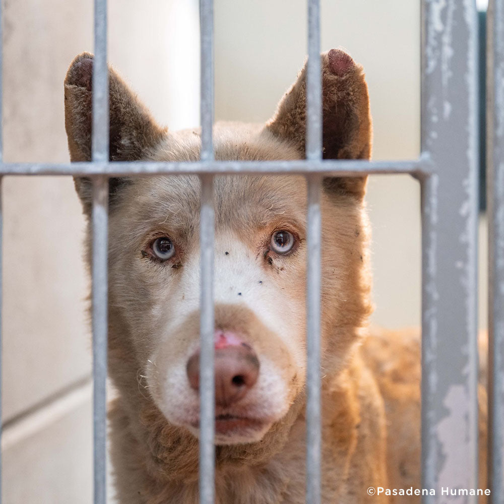 Horribly Burned in L.A. Fires - Husky Mix Needs Intensive Care