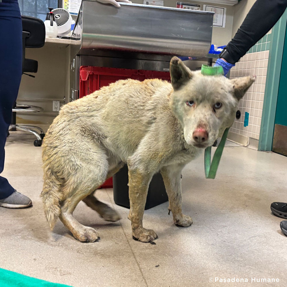 Horribly Burned in L.A. Fires - Husky Mix Needs Intensive Care