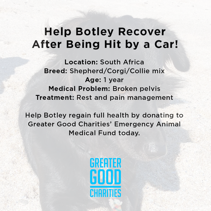 Help Botley Recover After Being Hit by a Car