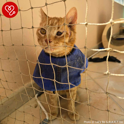 Funded: Bowser Needs Emergency Surgery to Save Inflamed Eye