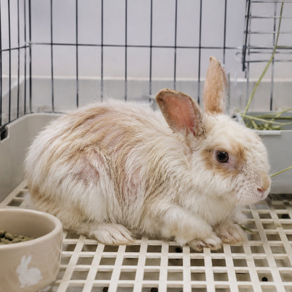 Send Lifesaving Supplies to Rescue Bunnies