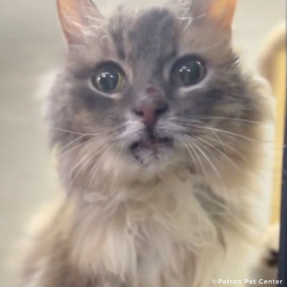 Help Senior Cat Rescued From Frontlines Heal