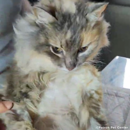Help Senior Cat Rescued From Frontlines Heal