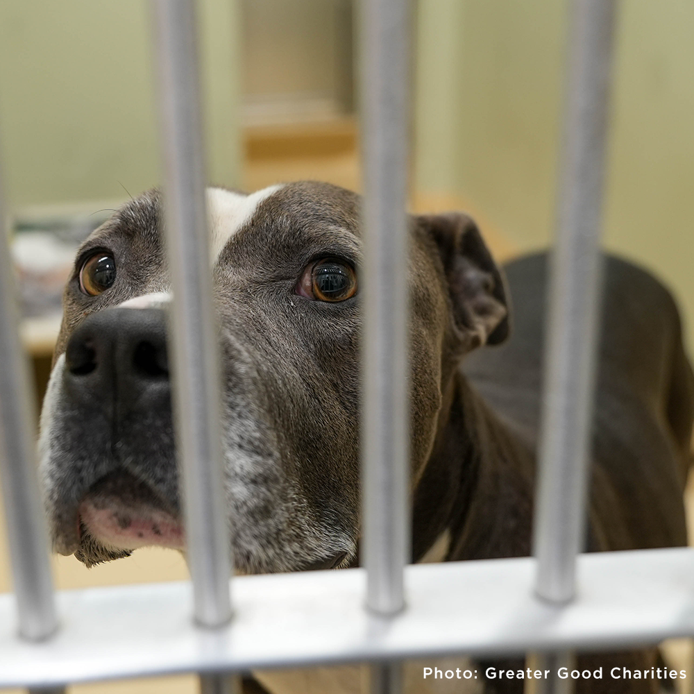 Even Chance Second Chance Pitbull Rescue Ebook: Do Over Dogs Give