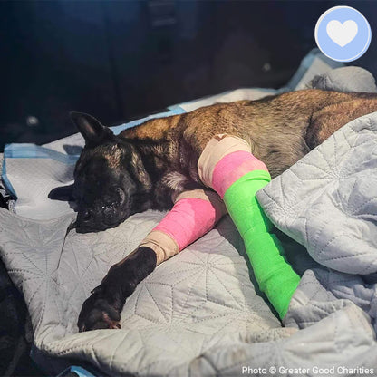 Funded: Help Callan Recover After Being Hit By A Car