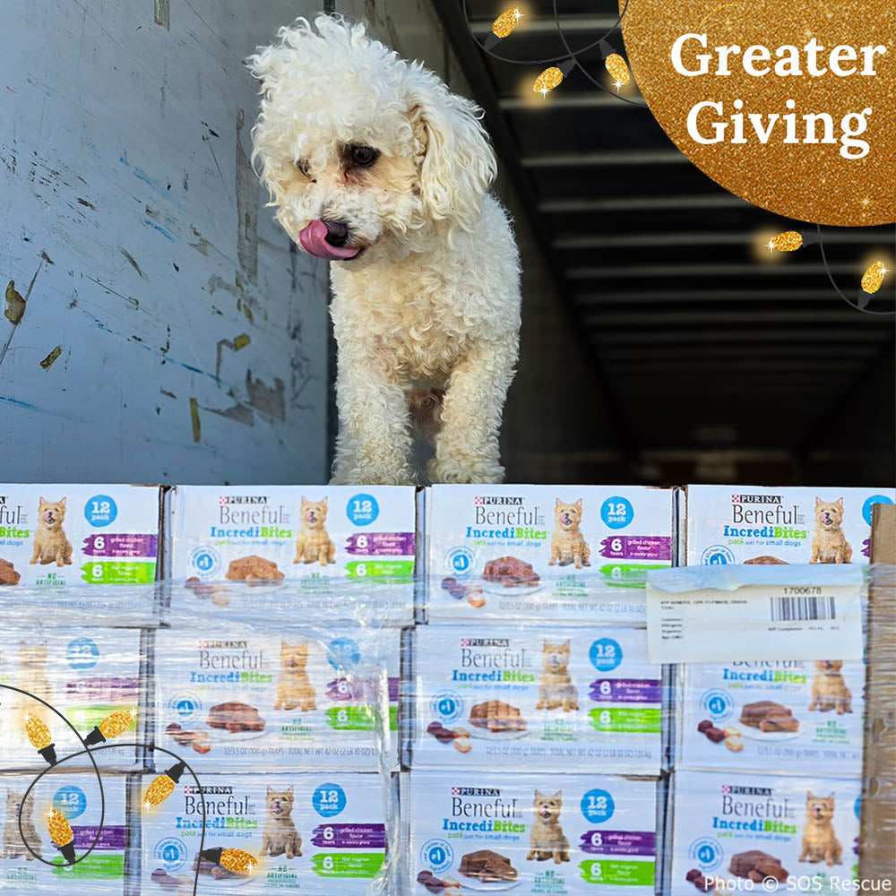 Send a Care Package to a Shelter Pet this Holiday Season