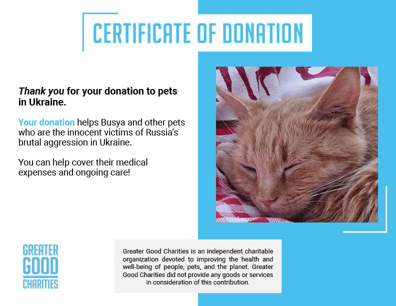 Funded: Busya the Beautiful Cat Warrior is in the Fight of Her Life