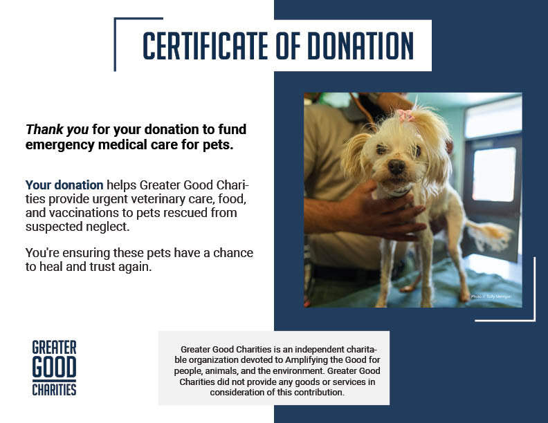 Emaciated, Matted, and Suffering from Sores, this Rescued Dog Needs Care