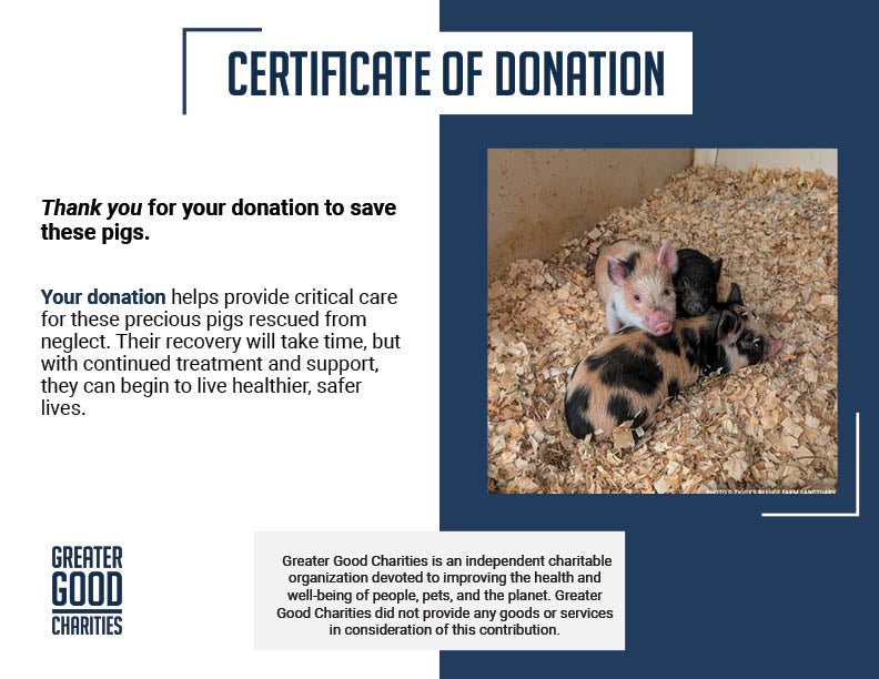 More Than 160 Pigs Rescued From Neglect Need Medical Care