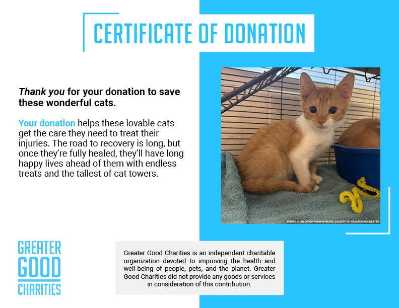 Help Over 50 Sick Cats Rescued from Deplorable Conditions Recover