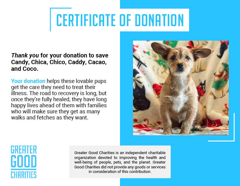 Parvo-Stricken Litter Needs Support to Recover
