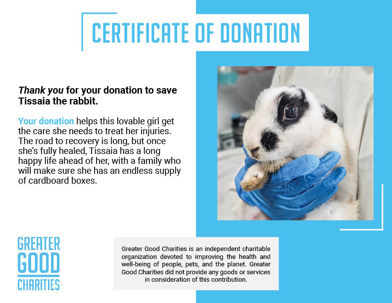 Help Tissaia the Rabbit Recover From Trauma