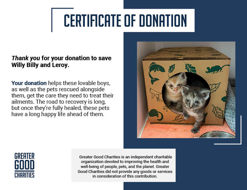 17 Cats and Dogs Rescued from Overcrowded Home Need Urgent Care