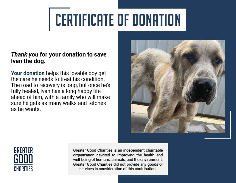 Funded: Emaciated Dog Found on War-Torn Streets Barely Able to Stand Needs Your Help