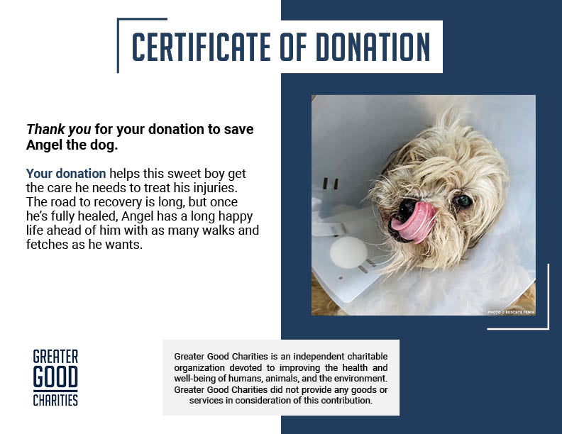 Funded: Help Angel Recover from Multiple Broken Bones