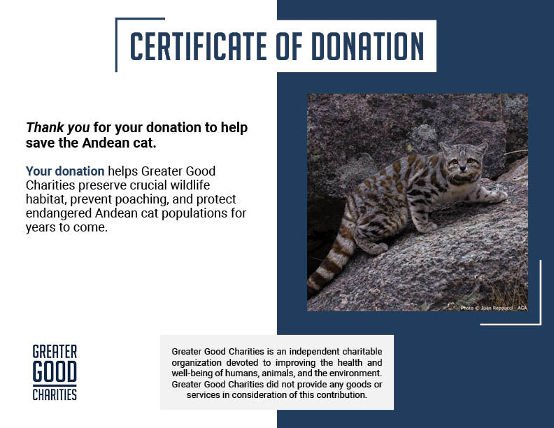 Help Save the Andean Cat