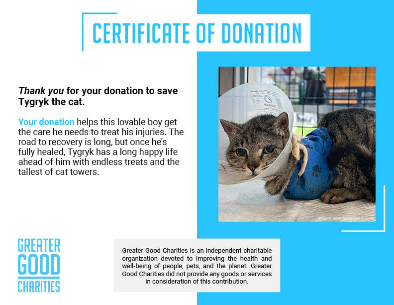Funded: Give Cat With Crushed Front Legs Second Chance He Deserves