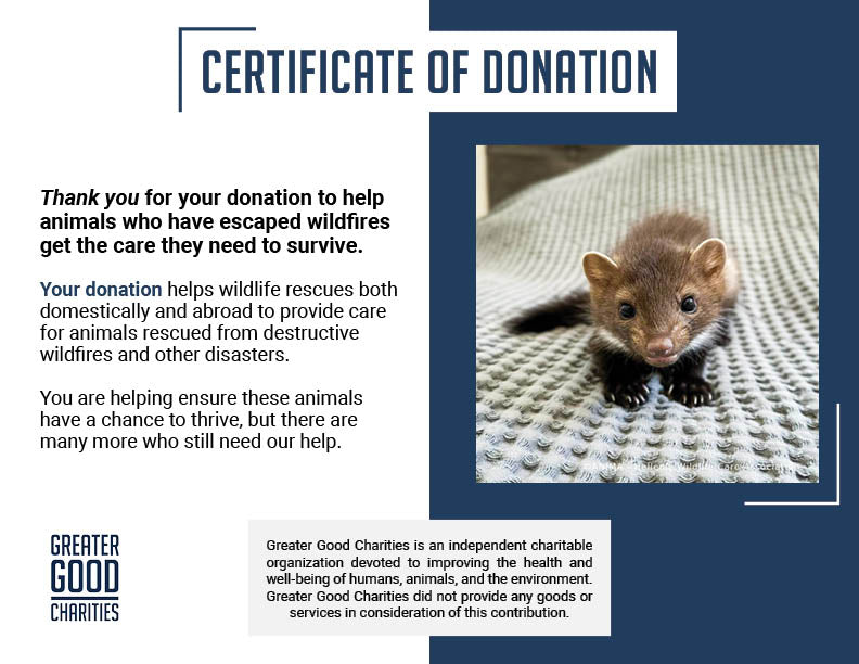 Wildlife Rescued From Fires Need Care and Support to Be Released
