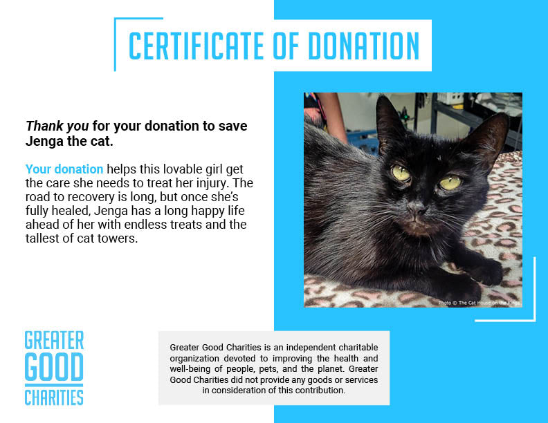 Funded: Help Cat Suffering with Painful Injuries After Being Struck by Car