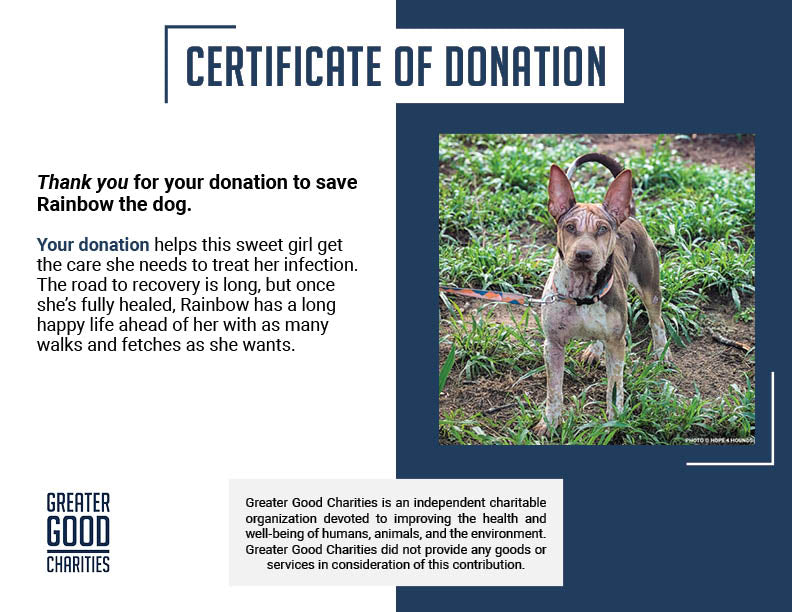 Rainbow Survived Cruelty - Now She Needs Help Healing and Learning to Trust Again