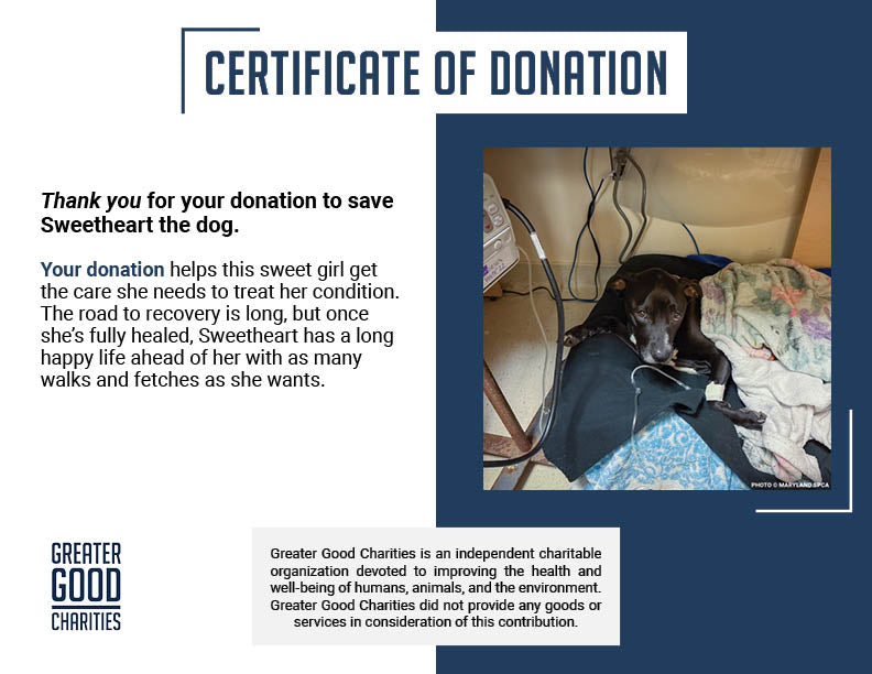 Funded: Sweetheart Is Battling a Life-Threatening Infection & Needs Urgent Support