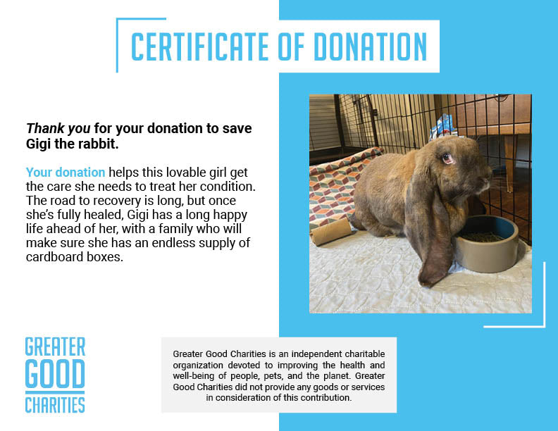 Help Gigi the Rabbit Heal