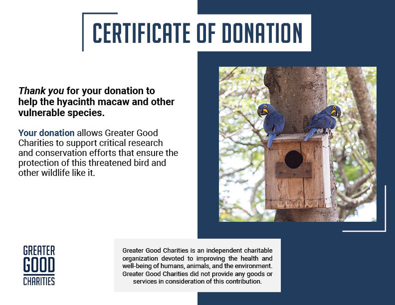 Help Save Vulnerable Parrots from Poachers and Deforestation