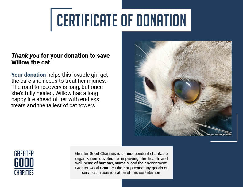 Funded: Abandoned Willow Now Needs Multiple Eye Operations